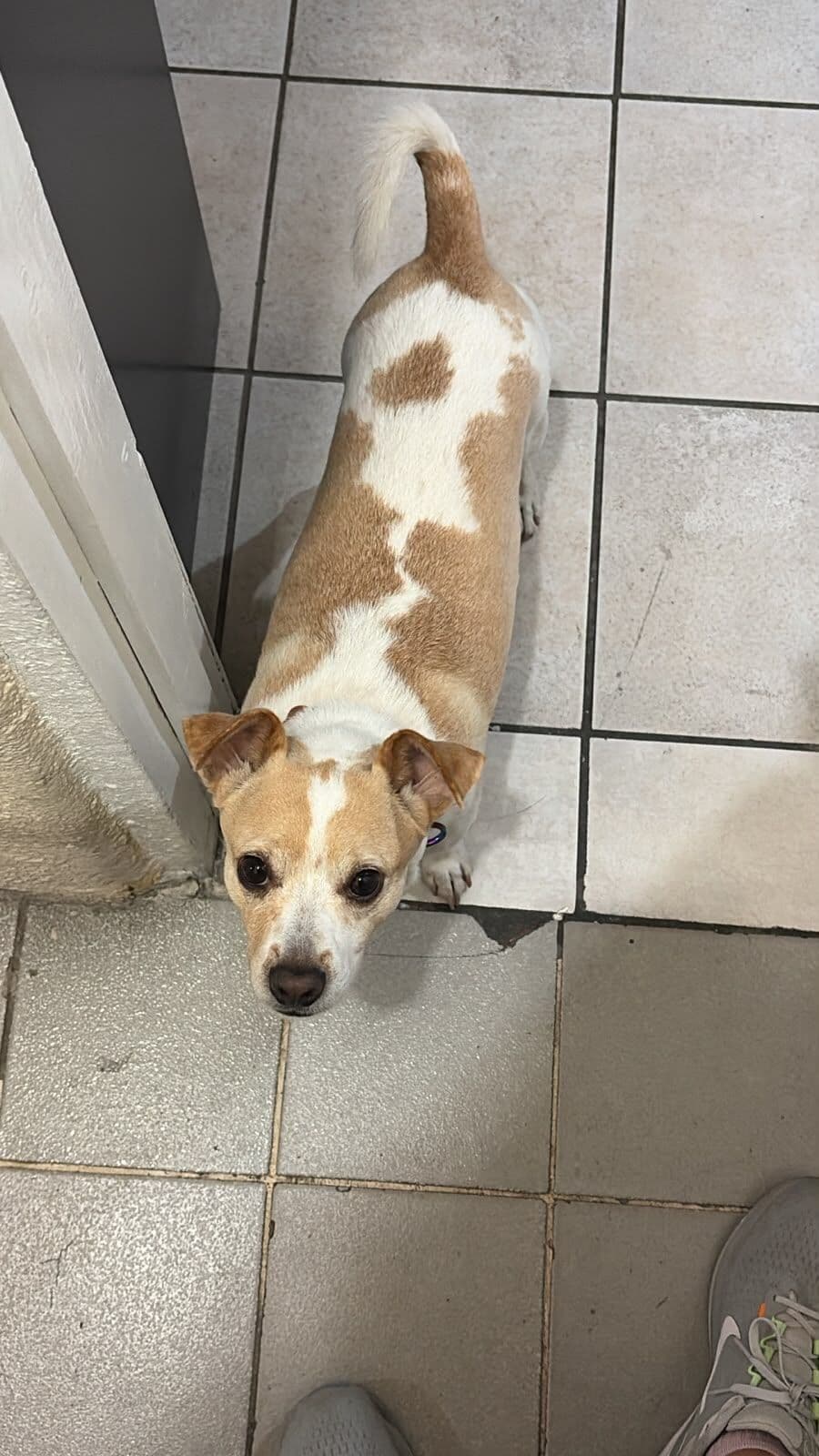 Un perro chico, blanco con manchas cafés, visto desde arriba en el piso del consultorio.