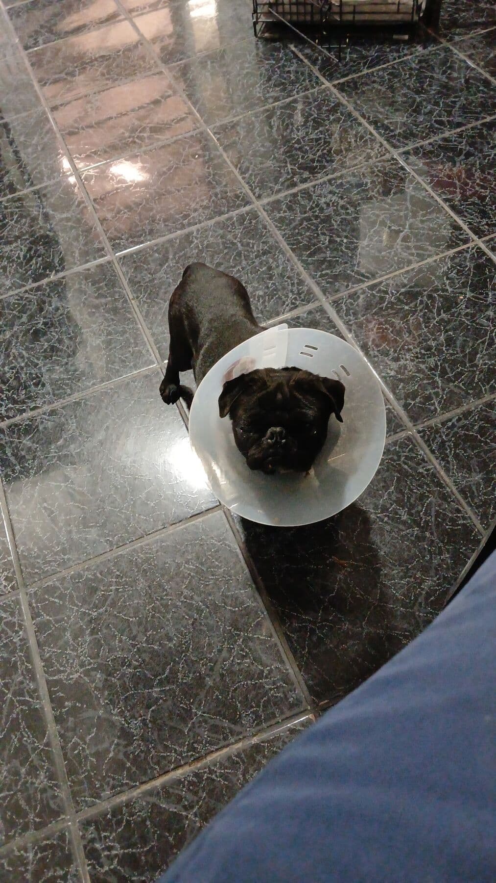 Un pug negro con collar isabelino, parado sobre un piso de mármol.